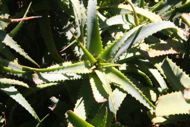 Vera Teyze. Vera Bitkisi Aloe. Vera Teyze her yerde yetişiyor. Kozmetik, cilt bakımı ve ilacın doğal bileşenleri. Yabani aloe vera bitkisi. Aloe vera, Aloe cinsinin sulu bir bitki türüdür. Yaygın olarak istilacı bir tür olarak kabul edilir. Aloe..