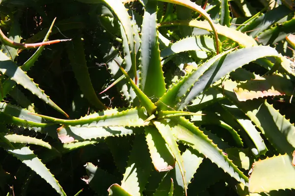 Vera Teyze. Vera Bitkisi Aloe. Vera Teyze her yerde yetişiyor. Kozmetik, cilt bakımı ve ilacın doğal bileşenleri. Yabani aloe vera bitkisi. Aloe vera, Aloe cinsinin sulu bir bitki türüdür. Yaygın olarak istilacı bir tür olarak kabul edilir. Aloe..