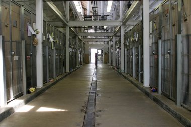 Hayvan barınağı. Hayvan barınağında kapana kısılmış, birinin onu evlat edinmesini bekleyen üzgün, küçük beyaz bir köpek. Barınak kafesinde ağlayan şirin bir köpek. Üzücü duygusal bir an. Beni evlat edinin. Kediler, Köpekler, Koyunlar, Keçiler ve diğer hayvanlar Hayvan Barınağı 'na giderler.. 