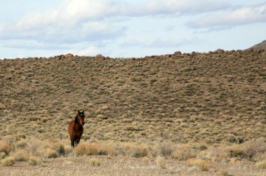 Vahşi At. Nevada Çölü 'nde vahşi bir at. Vahşi batının çölünde duran kahverengi bir at. Nevada dağlarında vahşi at. 
