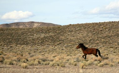 Vahşi At. Nevada Çölü 'nde vahşi bir at. Vahşi batının çölünde duran kahverengi bir at. Nevada dağlarında vahşi at. 