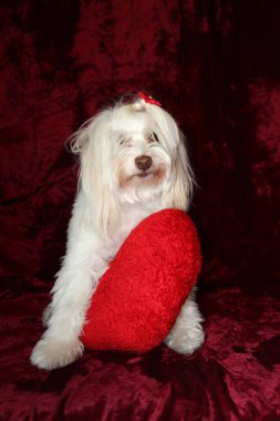 Malta köpeği. Dog Studio Portresi. Prenses köpek. Küçük Maltese köpeği. Prenses çok sevilen bir Maltese köpeği fotoğraf çektirmek için poz veriyor. Köpekler fotoğrafçılar için modellik yapmaya bayılır. Maltese köpeğinin yakın çekimi. Aile Hayvanları. Aile üyesi. Mans en iyi arkadaş.  