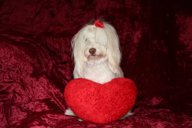 Malta köpeği. Dog Studio Portresi. Prenses köpek. Küçük Maltese köpeği. Prenses çok sevilen bir Maltese köpeği fotoğraf çektirmek için poz veriyor. Köpekler fotoğrafçılar için modellik yapmaya bayılır. Maltese köpeğinin yakın çekimi. Aile Hayvanları. Aile üyesi. Mans en iyi arkadaş.  