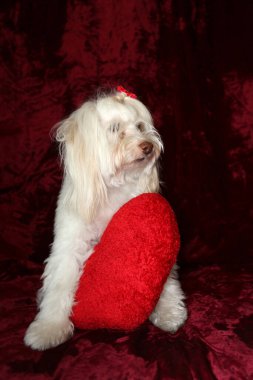 Malta köpeği. Dog Studio Portresi. Prenses köpek. Küçük Maltese köpeği. Prenses çok sevilen bir Maltese köpeği fotoğraf çektirmek için poz veriyor. Köpekler fotoğrafçılar için modellik yapmaya bayılır. Maltese köpeğinin yakın çekimi. Aile Hayvanları. Aile üyesi. Mans en iyi arkadaş.  