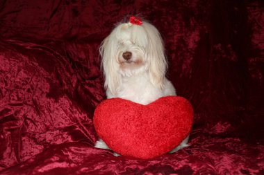 Malta köpeği. Dog Studio Portresi. Prenses köpek. Küçük Maltese köpeği. Prenses çok sevilen bir Maltese köpeği fotoğraf çektirmek için poz veriyor. Köpekler fotoğrafçılar için modellik yapmaya bayılır. Maltese köpeğinin yakın çekimi. Aile Hayvanları. Aile üyesi. Mans en iyi arkadaş.  