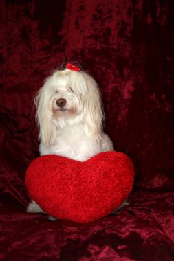 Malta köpeği. Dog Studio Portresi. Prenses köpek. Küçük Maltese köpeği. Prenses çok sevilen bir Maltese köpeği fotoğraf çektirmek için poz veriyor. Köpekler fotoğrafçılar için modellik yapmaya bayılır. Maltese köpeğinin yakın çekimi. Aile Hayvanları. Aile üyesi. Mans en iyi arkadaş.  