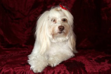 Malta köpeği. Dog Studio Portresi. Prenses köpek. Küçük Maltese köpeği. Prenses çok sevilen bir Maltese köpeği fotoğraf çektirmek için poz veriyor. Köpekler fotoğrafçılar için modellik yapmaya bayılır. Maltese köpeğinin yakın çekimi. Aile Hayvanları. Aile üyesi. Mans en iyi arkadaş.  