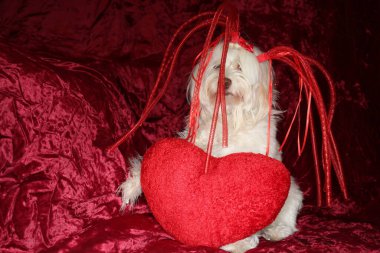 Malta köpeği. Dog Studio Portresi. Prenses köpek. Küçük Maltese köpeği. Prenses çok sevilen bir Maltese köpeği fotoğraf çektirmek için poz veriyor. Köpekler fotoğrafçılar için modellik yapmaya bayılır. Maltese köpeğinin yakın çekimi. Aile Hayvanları. Aile üyesi. Mans en iyi arkadaş.  