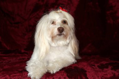 Malta köpeği. Dog Studio Portresi. Prenses köpek. Küçük Maltese köpeği. Prenses çok sevilen bir Maltese köpeği fotoğraf çektirmek için poz veriyor. Köpekler fotoğrafçılar için modellik yapmaya bayılır. Maltese köpeğinin yakın çekimi. Aile Hayvanları. Aile üyesi. Mans en iyi arkadaş.  