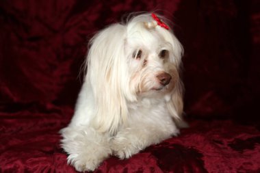 Malta köpeği. Dog Studio Portresi. Prenses köpek. Küçük Maltese köpeği. Prenses çok sevilen bir Maltese köpeği fotoğraf çektirmek için poz veriyor. Köpekler fotoğrafçılar için modellik yapmaya bayılır. Maltese köpeğinin yakın çekimi. Aile Hayvanları. Aile üyesi. Mans en iyi arkadaş.  