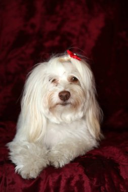 Malta köpeği. Dog Studio Portresi. Prenses köpek. Küçük Maltese köpeği. Prenses çok sevilen bir Maltese köpeği fotoğraf çektirmek için poz veriyor. Köpekler fotoğrafçılar için modellik yapmaya bayılır. Maltese köpeğinin yakın çekimi. Aile Hayvanları. Aile üyesi. Mans en iyi arkadaş.  