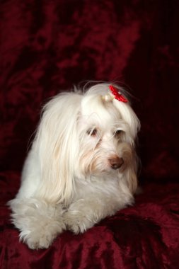 Malta köpeği. Dog Studio Portresi. Prenses köpek. Küçük Maltese köpeği. Prenses çok sevilen bir Maltese köpeği fotoğraf çektirmek için poz veriyor. Köpekler fotoğrafçılar için modellik yapmaya bayılır. Maltese köpeğinin yakın çekimi. Aile Hayvanları. Aile üyesi. Mans en iyi arkadaş.  