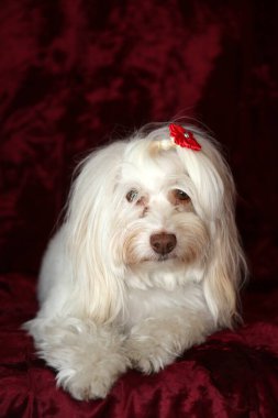 Malta köpeği. Dog Studio Portresi. Prenses köpek. Küçük Maltese köpeği. Prenses çok sevilen bir Maltese köpeği fotoğraf çektirmek için poz veriyor. Köpekler fotoğrafçılar için modellik yapmaya bayılır. Maltese köpeğinin yakın çekimi. Aile Hayvanları. Aile üyesi. Mans en iyi arkadaş.  