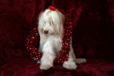 Malta köpeği. Dog Studio Portresi. Prenses köpek. Küçük Maltese köpeği. Prenses çok sevilen bir Maltese köpeği fotoğraf çektirmek için poz veriyor. Köpekler fotoğrafçılar için modellik yapmaya bayılır. Maltese köpeğinin yakın çekimi. Aile Hayvanları. Aile üyesi. Mans en iyi arkadaş.  