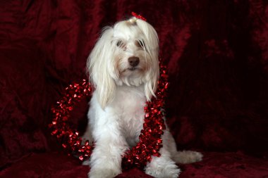 Malta köpeği. Dog Studio Portresi. Prenses köpek. Küçük Maltese köpeği. Prenses çok sevilen bir Maltese köpeği fotoğraf çektirmek için poz veriyor. Köpekler fotoğrafçılar için modellik yapmaya bayılır. Maltese köpeğinin yakın çekimi. Aile Hayvanları. Aile üyesi. Mans en iyi arkadaş.  