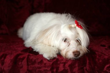 Malta köpeği. Dog Studio Portresi. Prenses köpek. Küçük Maltese köpeği. Prenses çok sevilen bir Maltese köpeği fotoğraf çektirmek için poz veriyor. Köpekler fotoğrafçılar için modellik yapmaya bayılır. Maltese köpeğinin yakın çekimi. Aile Hayvanları. Aile üyesi. Mans en iyi arkadaş.  