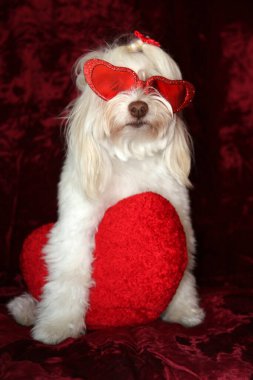 Malta köpeği. Dog Studio Portresi. Prenses köpek. Küçük Maltese köpeği. Prenses çok sevilen bir Maltese köpeği fotoğraf çektirmek için poz veriyor. Köpekler fotoğrafçılar için modellik yapmaya bayılır. Maltese köpeğinin yakın çekimi. Aile Hayvanları. Aile üyesi. Mans en iyi arkadaş.  