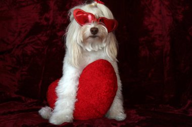 Malta köpeği. Dog Studio Portresi. Prenses köpek. Küçük Maltese köpeği. Prenses çok sevilen bir Maltese köpeği fotoğraf çektirmek için poz veriyor. Köpekler fotoğrafçılar için modellik yapmaya bayılır. Maltese köpeğinin yakın çekimi. Aile Hayvanları. Aile üyesi. Mans en iyi arkadaş.  