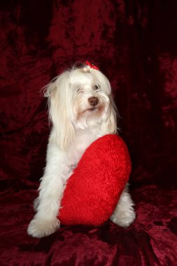 Malta köpeği. Dog Studio Portresi. Prenses köpek. Küçük Maltese köpeği. Prenses çok sevilen bir Maltese köpeği fotoğraf çektirmek için poz veriyor. Köpekler fotoğrafçılar için modellik yapmaya bayılır. Maltese köpeğinin yakın çekimi. Aile Hayvanları. Aile üyesi. Mans en iyi arkadaş.  