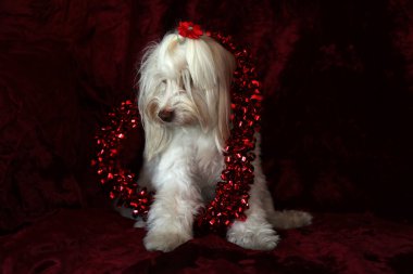 Malta köpeği. Dog Studio Portresi. Prenses köpek. Küçük Maltese köpeği. Prenses çok sevilen bir Maltese köpeği fotoğraf çektirmek için poz veriyor. Köpekler fotoğrafçılar için modellik yapmaya bayılır. Maltese köpeğinin yakın çekimi. Aile Hayvanları. Aile üyesi. Mans en iyi arkadaş.  