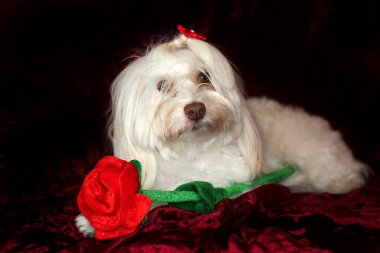 Malta köpeği. Dog Studio Portresi. Prenses köpek. Küçük Maltese köpeği. Prenses çok sevilen bir Maltese köpeği fotoğraf çektirmek için poz veriyor. Köpekler fotoğrafçılar için modellik yapmaya bayılır. Maltese köpeğinin yakın çekimi. Aile Hayvanları. Aile üyesi. Mans en iyi arkadaş.  