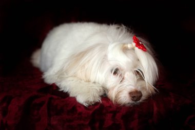 Malta köpeği. Dog Studio Portresi. Prenses köpek. Küçük Maltese köpeği. Prenses çok sevilen bir Maltese köpeği fotoğraf çektirmek için poz veriyor. Köpekler fotoğrafçılar için modellik yapmaya bayılır. Maltese köpeğinin yakın çekimi. Aile Hayvanları. Aile üyesi. Mans en iyi arkadaş.  