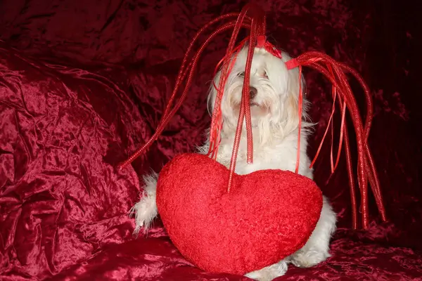 Malta köpeği. Dog Studio Portresi. Prenses köpek. Küçük Maltese köpeği. Prenses çok sevilen bir Maltese köpeği fotoğraf çektirmek için poz veriyor. Köpekler fotoğrafçılar için modellik yapmaya bayılır. Maltese köpeğinin yakın çekimi. Aile Hayvanları. Aile üyesi. Mans en iyi arkadaş.  