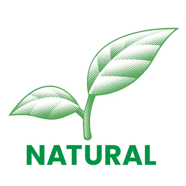 Natürliche Eingravierte Grüne Blätter Ikone Isoliert Auf Weißem Hintergrund — Stockvektor