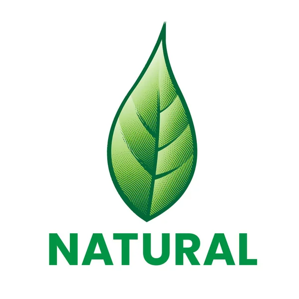 Přírodní Rytá Ikona Zeleným Listem Izolovaným Bílém Pozadí — Stockový vektor