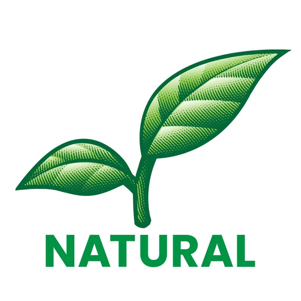 Ícone Gravado Natural Com Folhas Verdes Sombreadas Isoladas Fundo Branco — Vetor de Stock