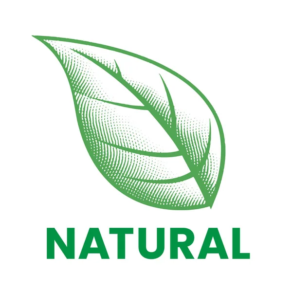 Icône Naturelle Avec Feuille Gravée Verte Isolée Sur Fond Blanc — Image vectorielle