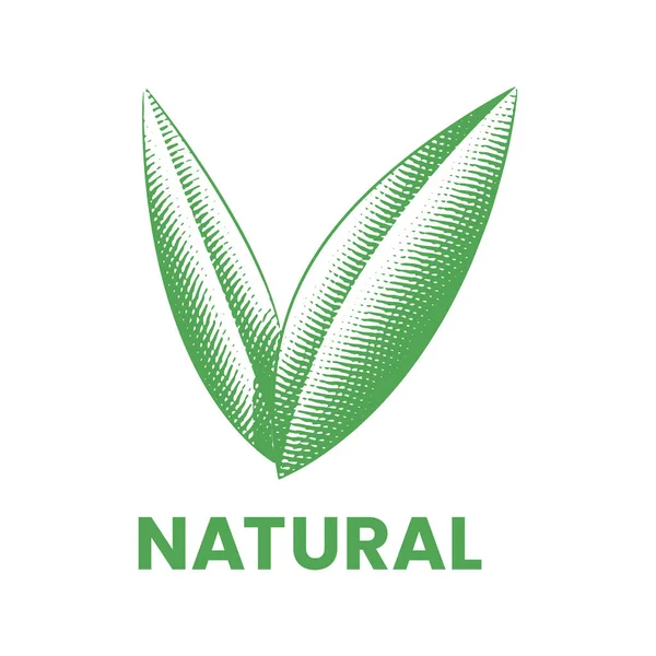 Natürliche Ikone Mit Eingravierten Grünen Blättern Auf Weißem Hintergrund — Stockvektor