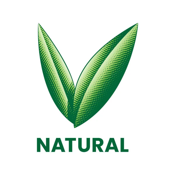 Icône Naturelle Avec Feuilles Vertes Gravées Isolées Sur Fond Blanc — Image vectorielle