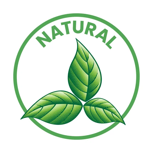 Natürliche Runde Ikone Mit Schattierten Gravierten Grünen Blättern Isoliert Auf — Stockvektor
