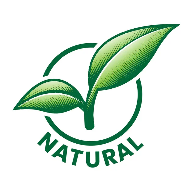 Přírodní Kulatá Ikona Vyrytými Zelenými Listy Izolovanými Bílém Pozadí — Stockový vektor
