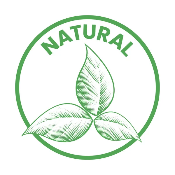 Natürliche Runde Ikone Mit Eingravierten Grünen Blättern Isoliert Auf Weißem — Stockvektor