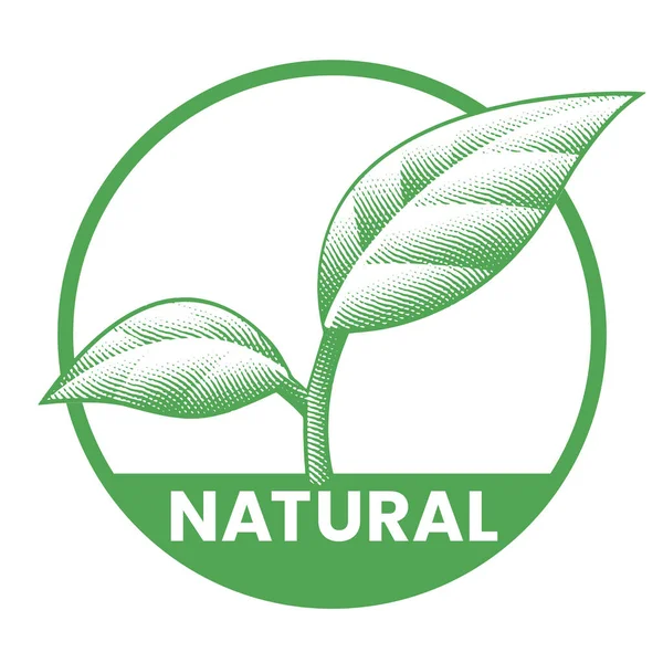 Přírodní Kulatá Ikona Zelenými Listy Izolované Bílém Pozadí — Stockový vektor