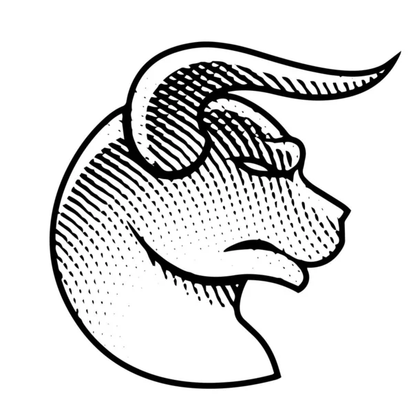 Ilustração Scratchboard Gravado Bull Profile View Isolado Fundo Branco — Fotografia de Stock