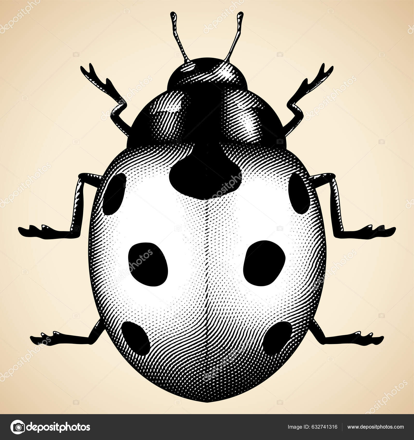 Learn How to Draw a Ladybug in This Step by Step Tutorial