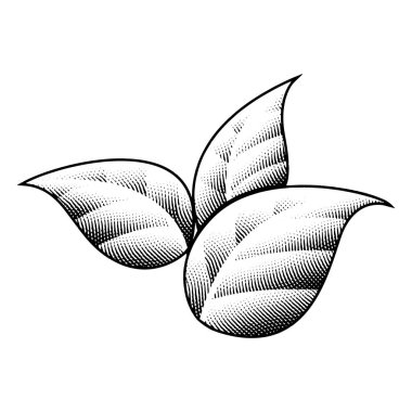 Çizim Tahtası İşlenmiş Tütün Resimleri Beyaz Arkaplanda Siyah Çizgiler İzole Edildi