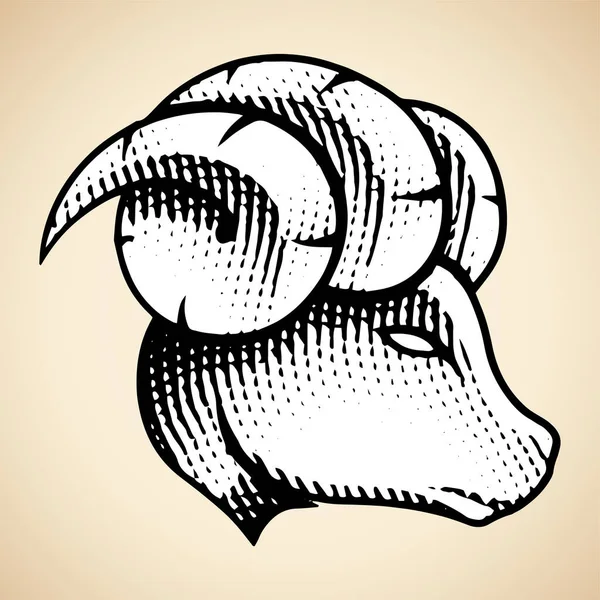 Ilustração Scratchboard Engraved Ram Profile View Com Preenchimento Branco Isolado — Fotografia de Stock