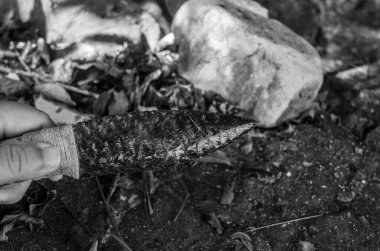 Su soğanı çiçeği, su hattının yukarısındaki büyük, gösterişli çiçeklerden oluşan bir çiçektir..