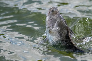 Asya levreği ya da Barramundi için yem.