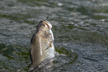 Asya levreği ya da Barramundi için yem.