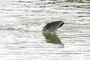 Asya levreği ya da Barramundi için yem.