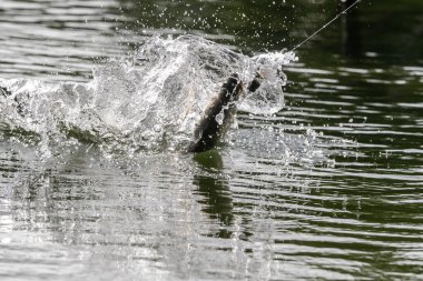 Asya levreği ya da Barramundi için yem.