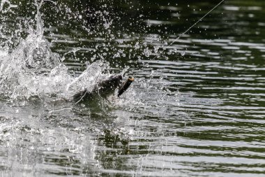 Asya levreği ya da Barramundi için yem.