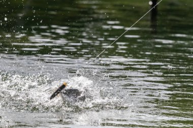 Asya levreği ya da Barramundi için yem.