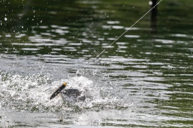 Asya levreği ya da Barramundi için yem.