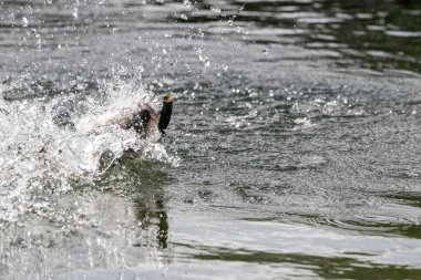 Asya levreği ya da Barramundi için yem.